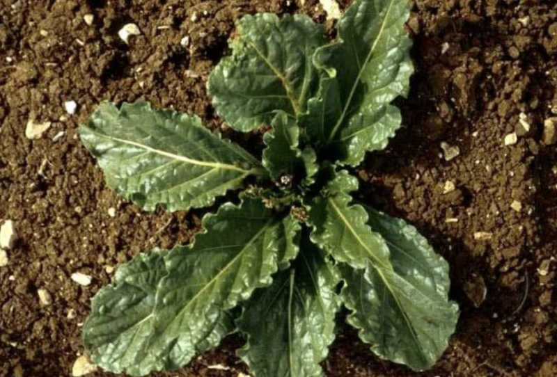 Image of the wrinkled leaves of a mandrake plant
