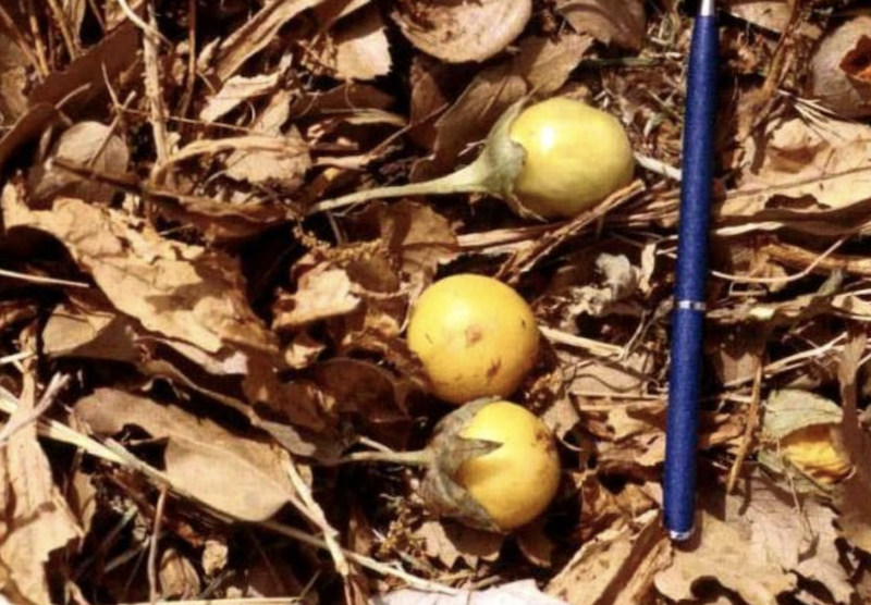 Image of the root part of a mandrake plant that can be several feet long and weigh several pounds