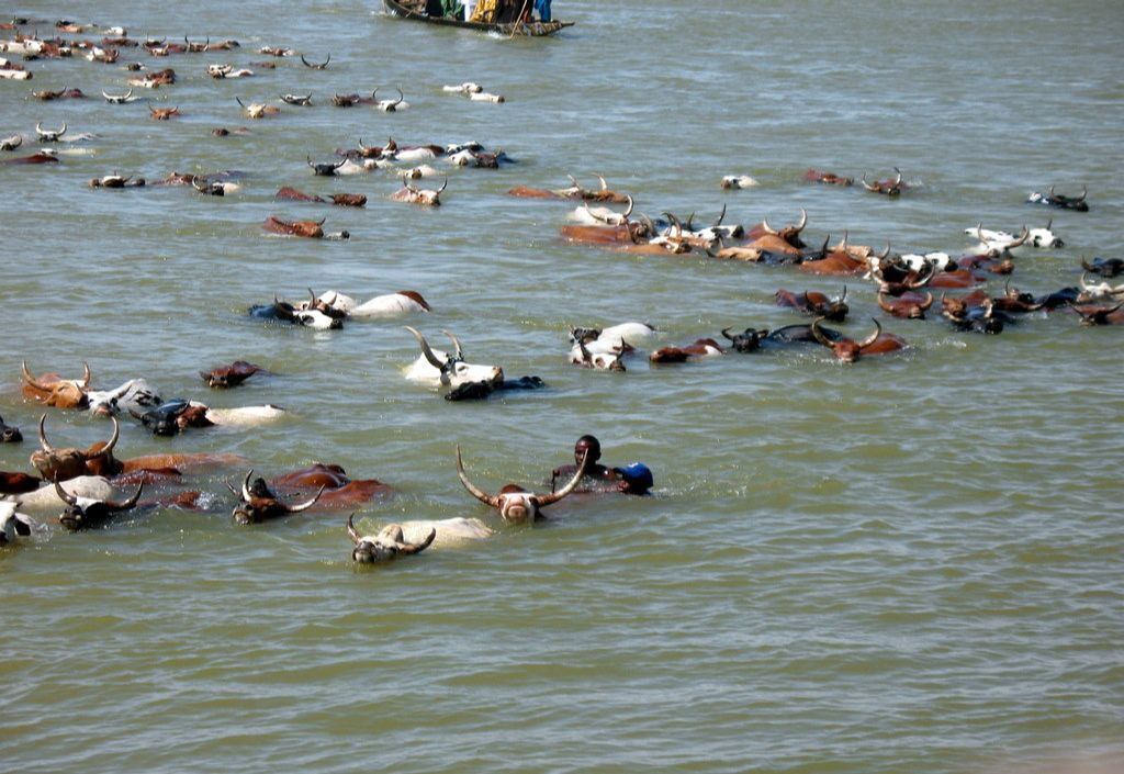Image of cattle swimming across the river