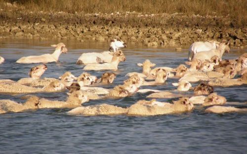 image of sheep swimming across the river