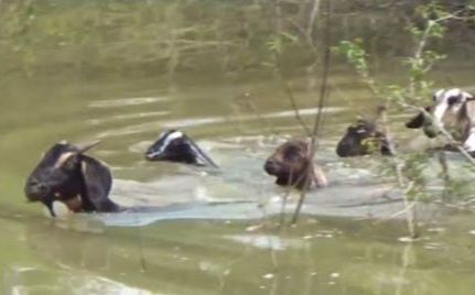 image of goats swimming across the river