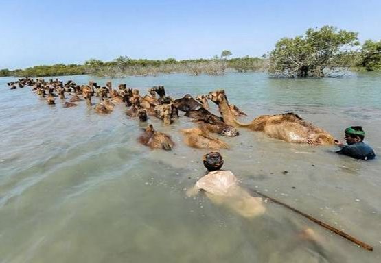 image of camels and shepherds swimming across the river