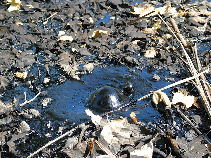 Image 4 of an actual tar pit