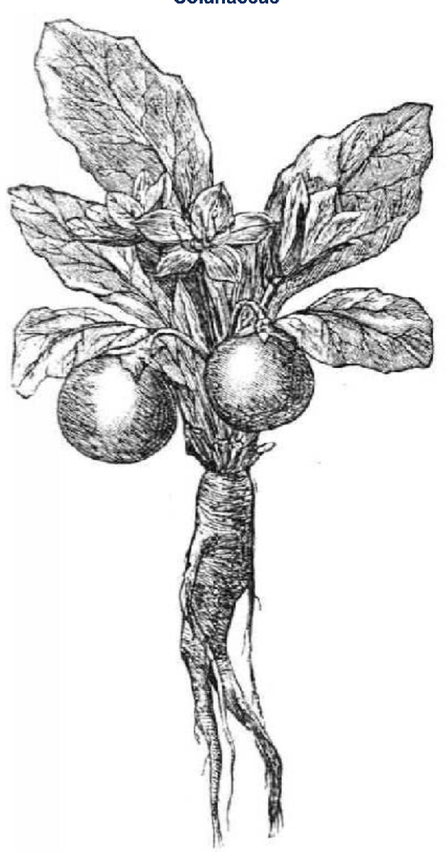 Black and white image of a mandrake plant